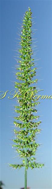  Panicle